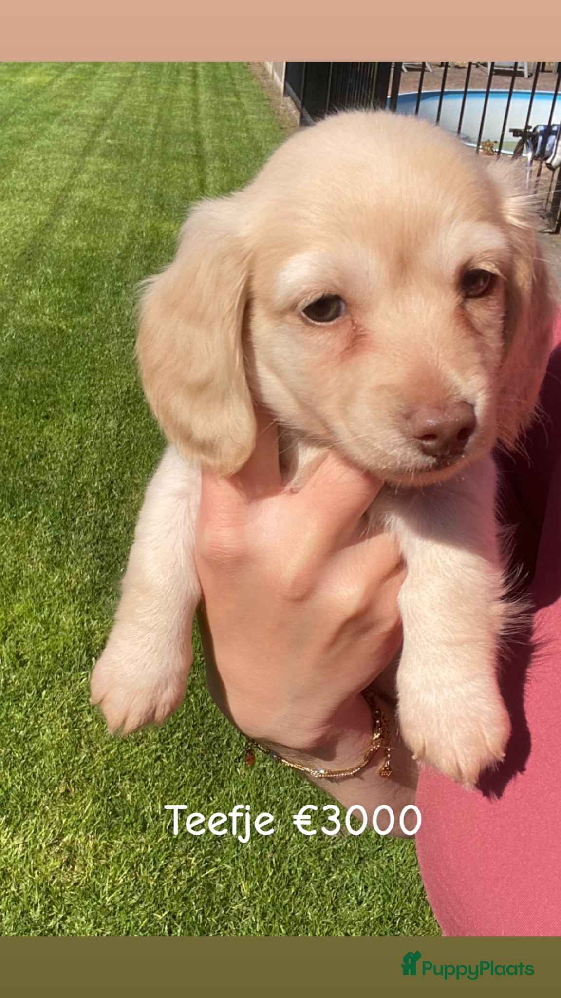 Teckel (langhaar) honden Langharige kleurrijke teckel pups blond/cream - Advertentie 16