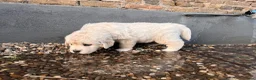 Golden Retriever honden te koop: Golden retriever pups🐶❤️ - Advertentie 11