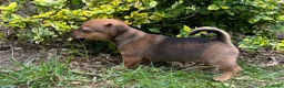 Jack Russel Terriër honden te koop: Prachtige Jack Russel Pup - Advertentie 2