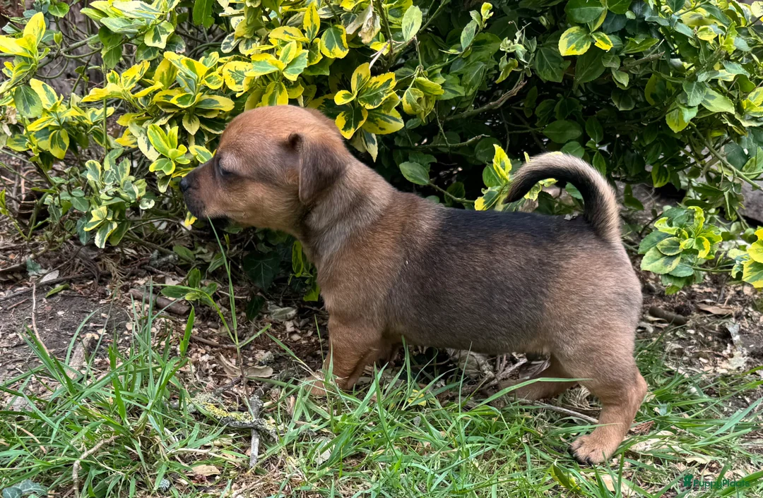 Jack Russel Terriër honden te koop: Prachtige Jack Russel Pup - Advertentie 2