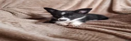 Welsh Corgi Cardigan honden te koop: Lieve sociale speels Welsh Corgi Cardigan puppys  in Heeswijk Dinther - Advertentie 6