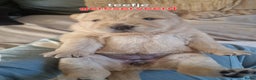 Chow Chow honden te koop: Chow chow pups : Allemaal gereserveerd - Advertentie 7