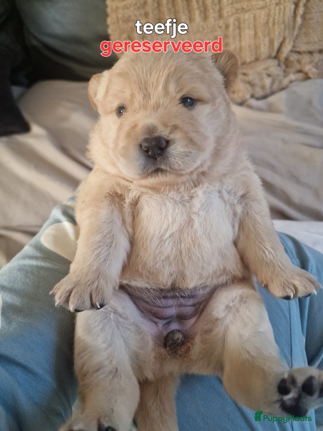 Chow Chow honden te koop: Chow chow pups : Allemaal gereserveerd - Advertentie 7