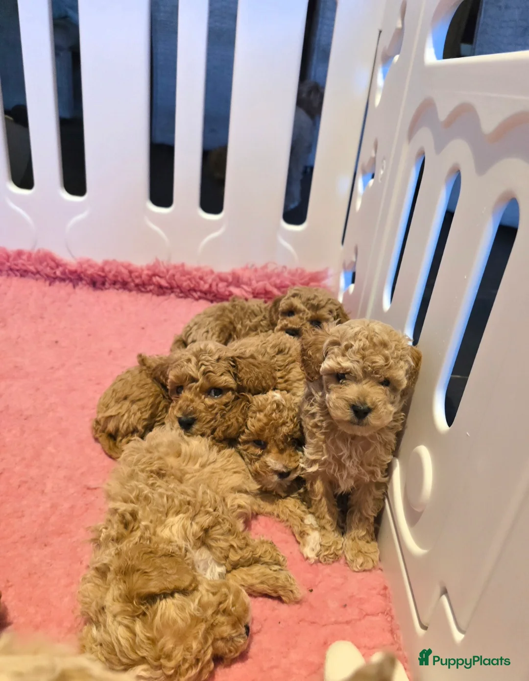 Maltipoo honden te koop: Mooie Maltipoo / toy poedel pup pups - Advertentie 7