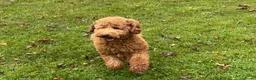 Kruising honden te koop: Reu half Australian mini labradoodle - Advertentie 9