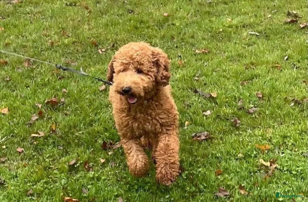 Kruising honden te koop: Reu half Australian mini labradoodle - Advertentie 9