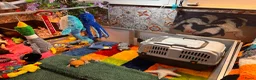 Spaanse Waterhond honden te koop: Spaanse Waterhond pups - Advertentie 22