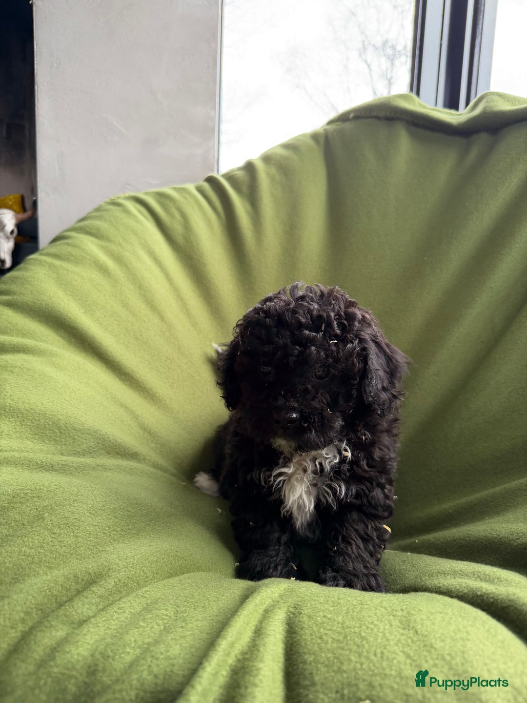 Maltipoo honden te koop: Maltipoo (Maltezer x Toy poedel) pups - Advertentie 25
