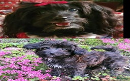 Kruising honden te koop: Orginele Amerikaanse Toy Papipoo  - Advertentie 16