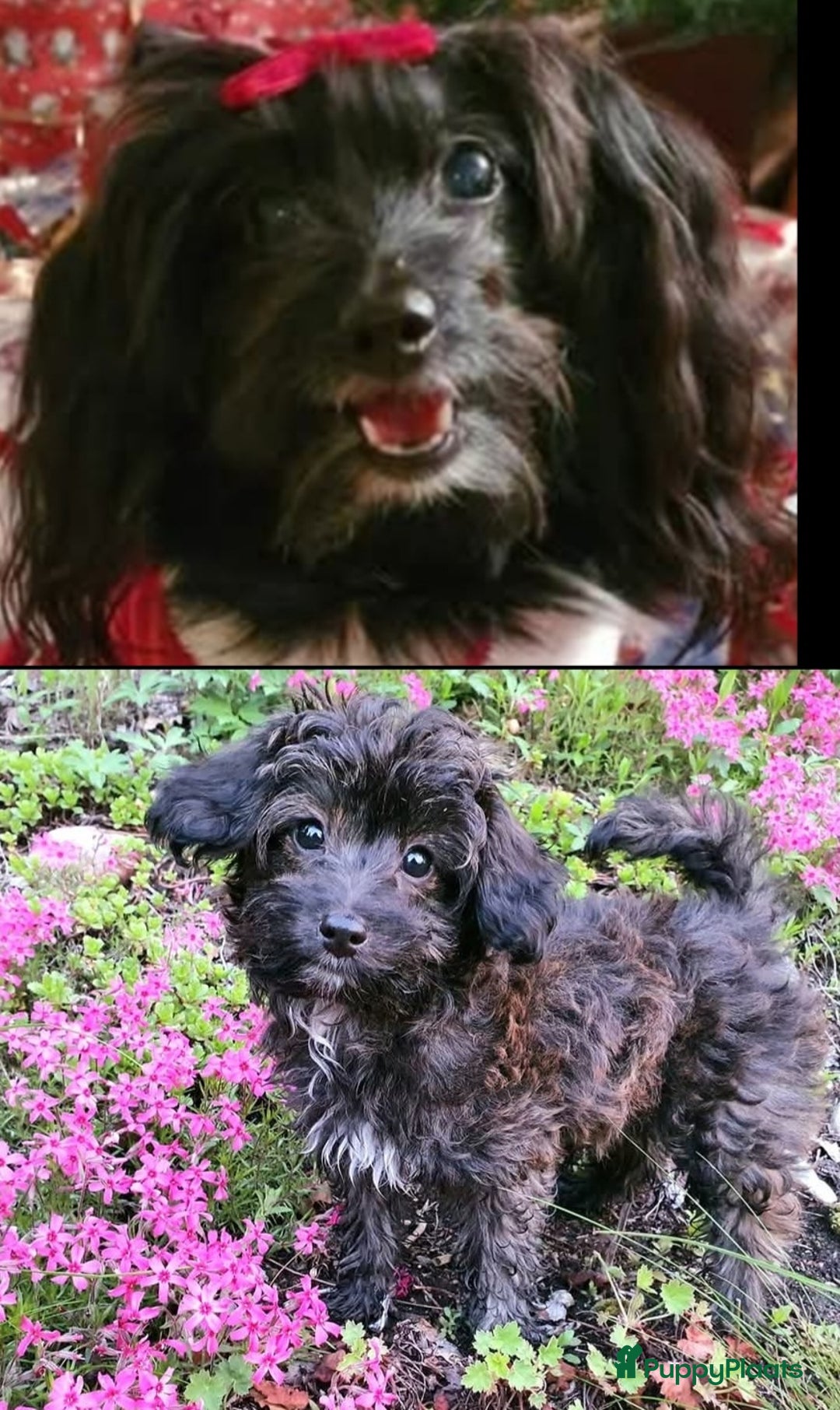 Kruising honden te koop: Laatste teefje: Orginele Amerikaanse Toy Papipoo  - Advertentie 16