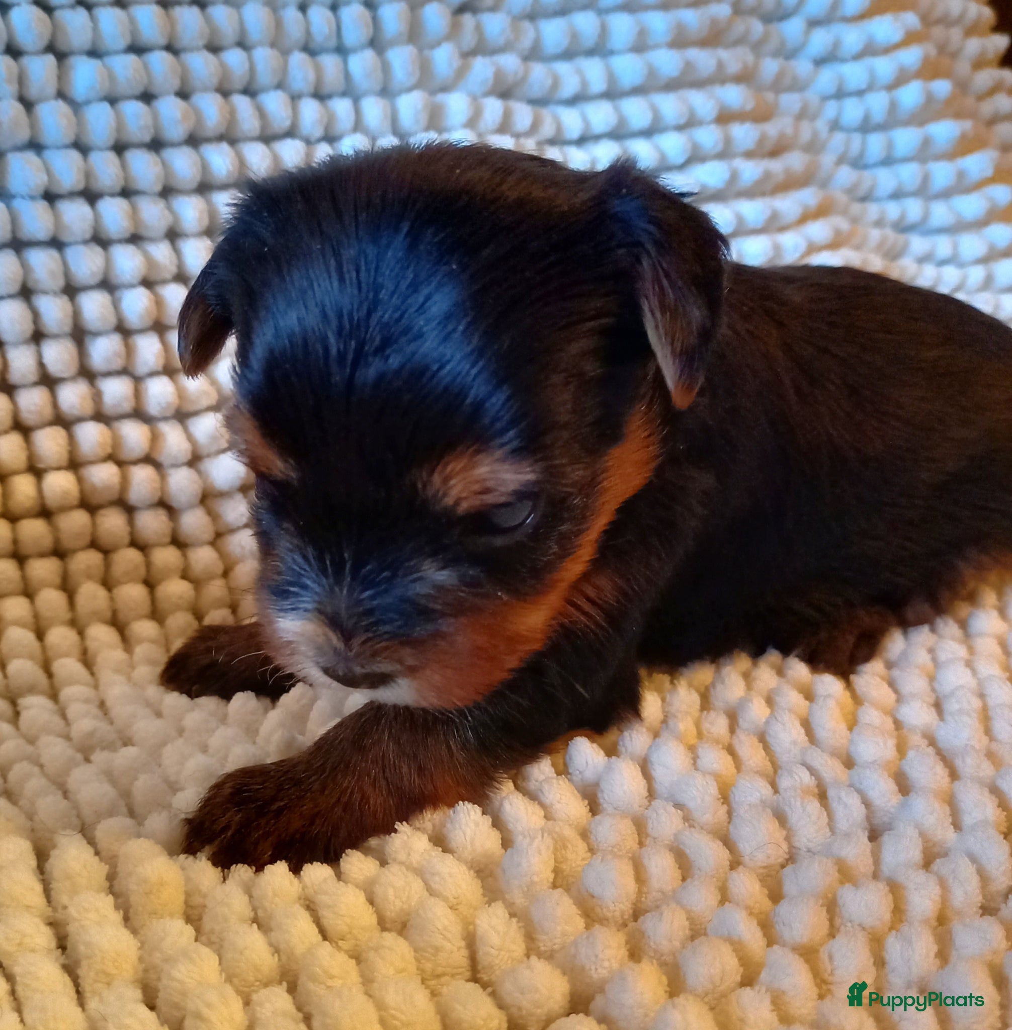 Biewer Terrier honden Biewer / Yorkshire Terriër teefje - Advertentie 1