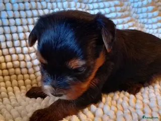 Biewer Terrier honden Biewer / Yorkshire Terriër teefje - Advertentie 17