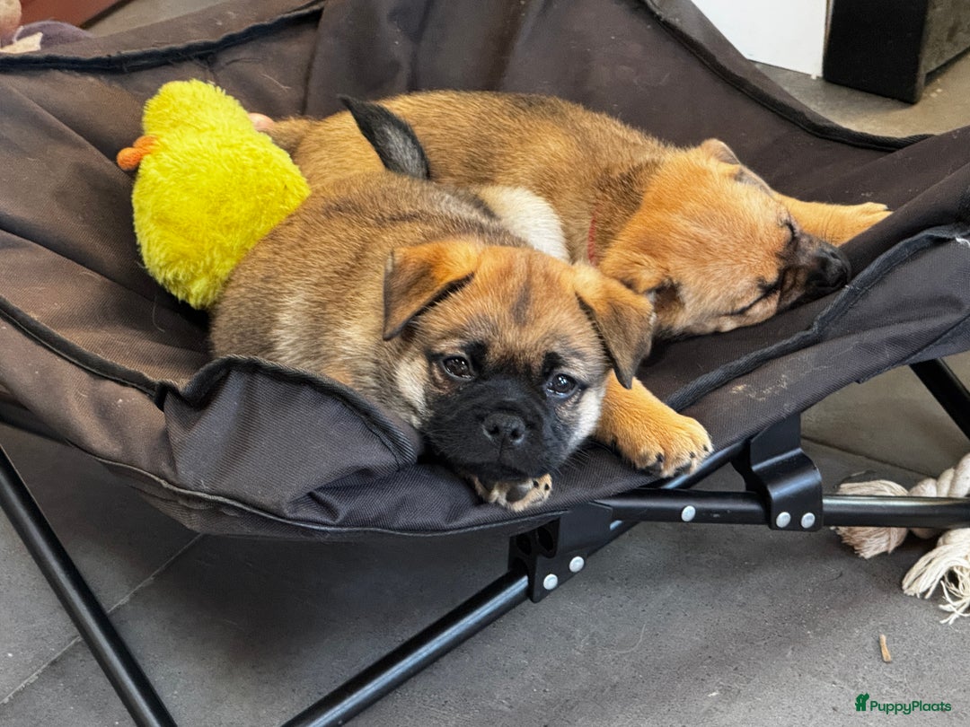Retromops honden te koop: Retromops pups van volledig geteste ouders - Afbeelding 7