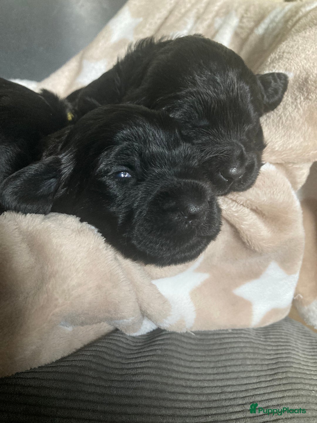 Labradoodle honden te koop: Labradoodle puppies F4 multigen zwart - Advertentie 2