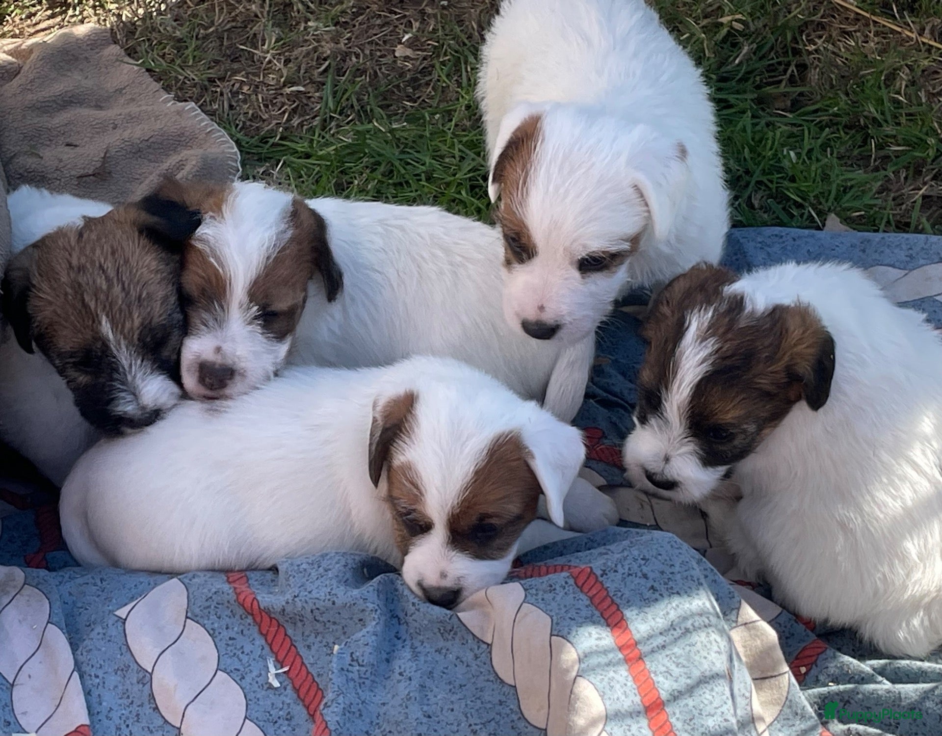 Jack Russel Terriër honden Ruwharige jack russell pups - Advertentie 12