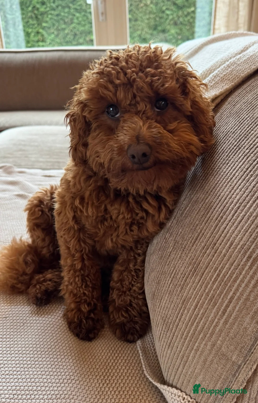 Poedel Toy honden te koop: Toypoedel pups te koop - Advertentie 17