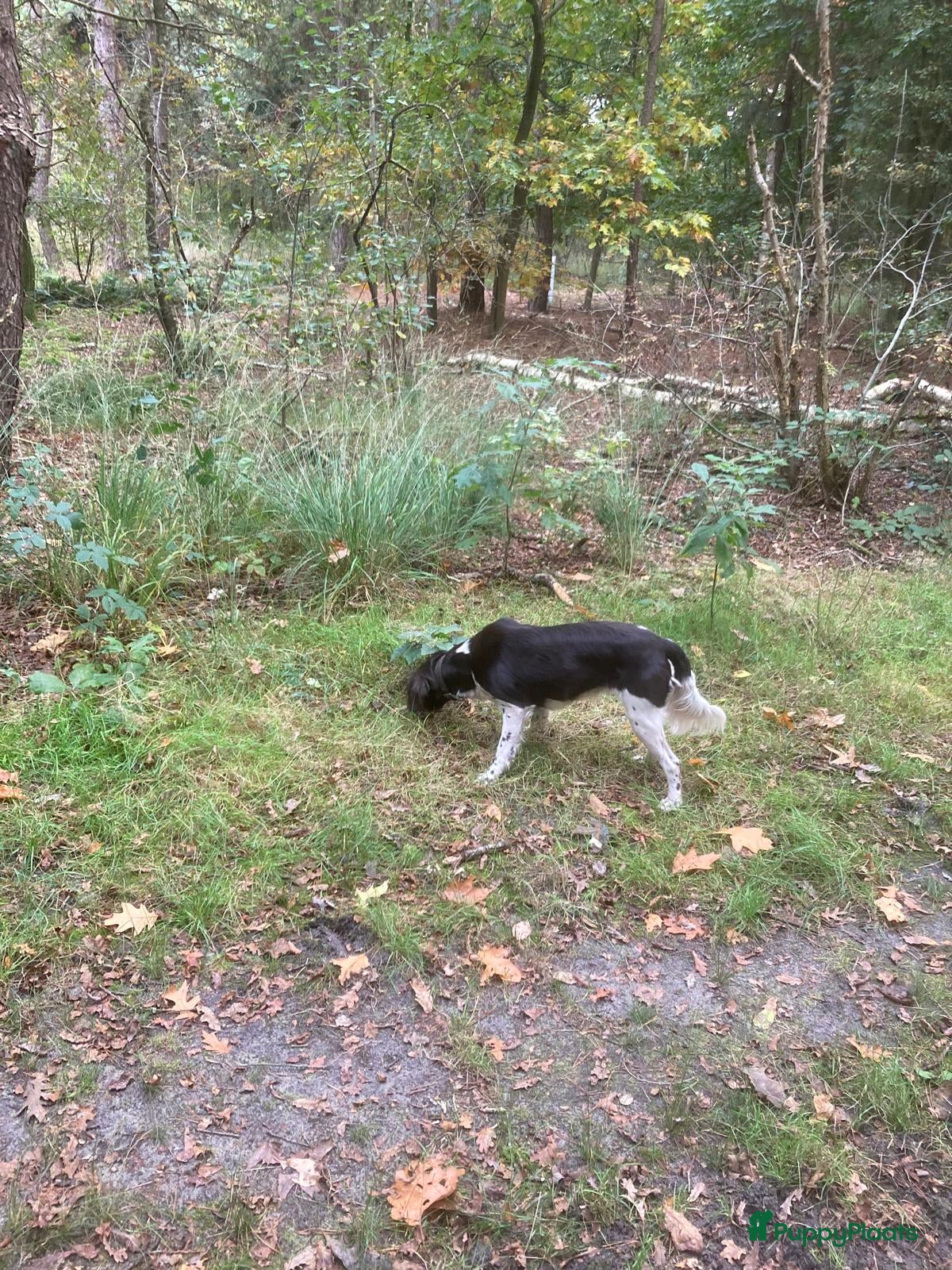 Heidewachtel honden Heidewachtel pups - Advertentie 1