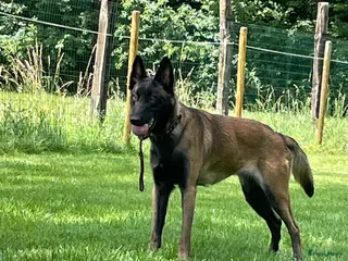 Mechelse Herder honden Mechelse herder teef - Advertentie 1