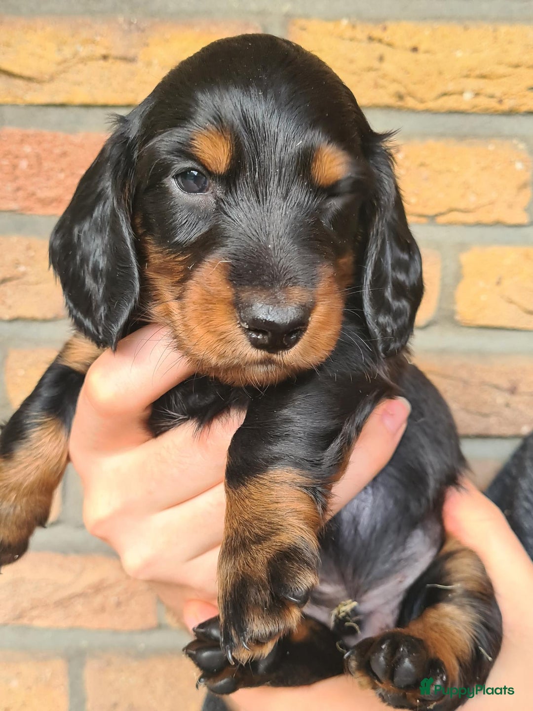 Teckel (langhaar) honden te koop: Eén pup beschikbaar Standaard langhaar teckel pups - Advertentie 9