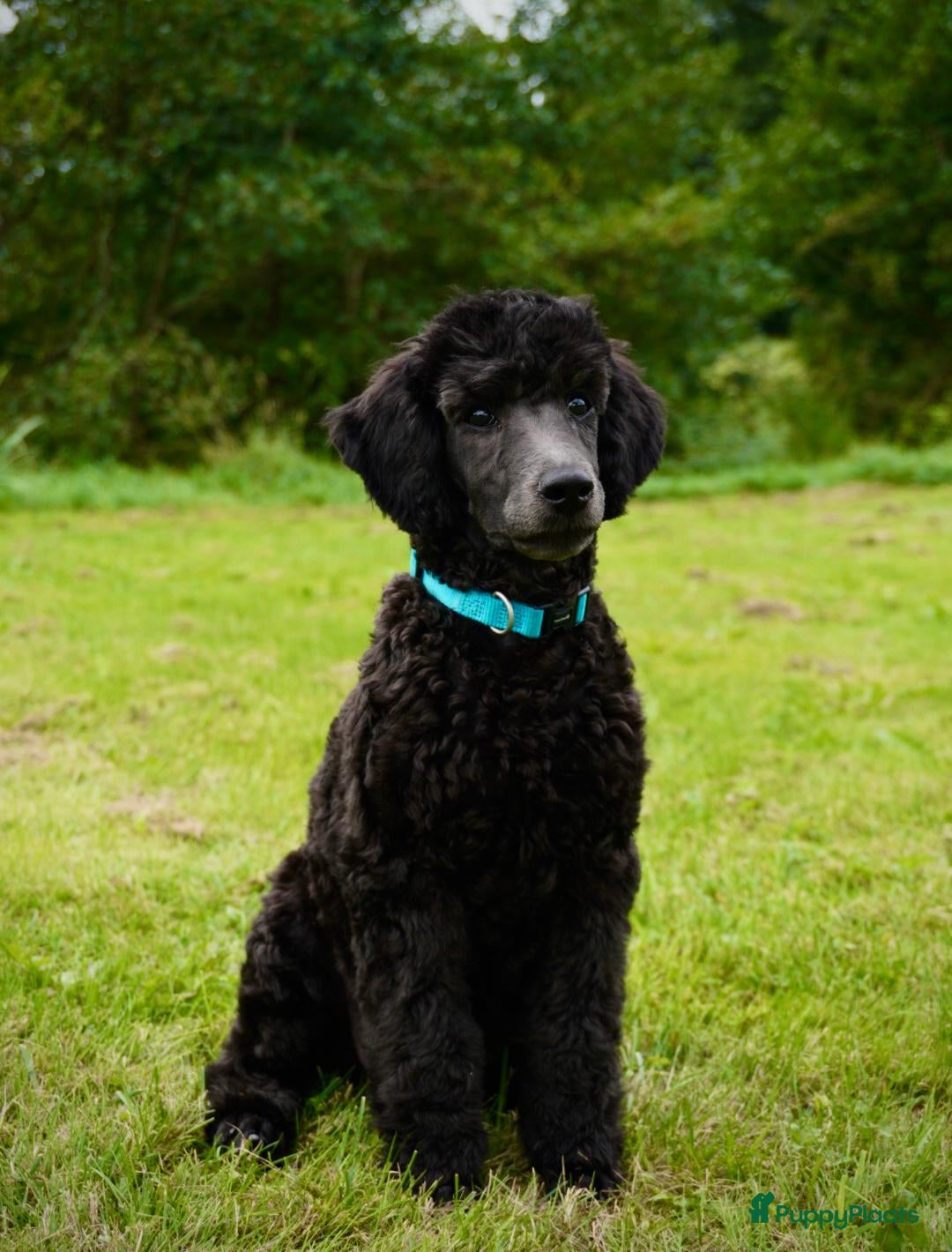 Labradoodle honden Labradoodle pups | DNA-geteste ouderdieren - Advertentie 2