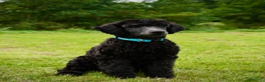 Raffi (blauwe bandje)