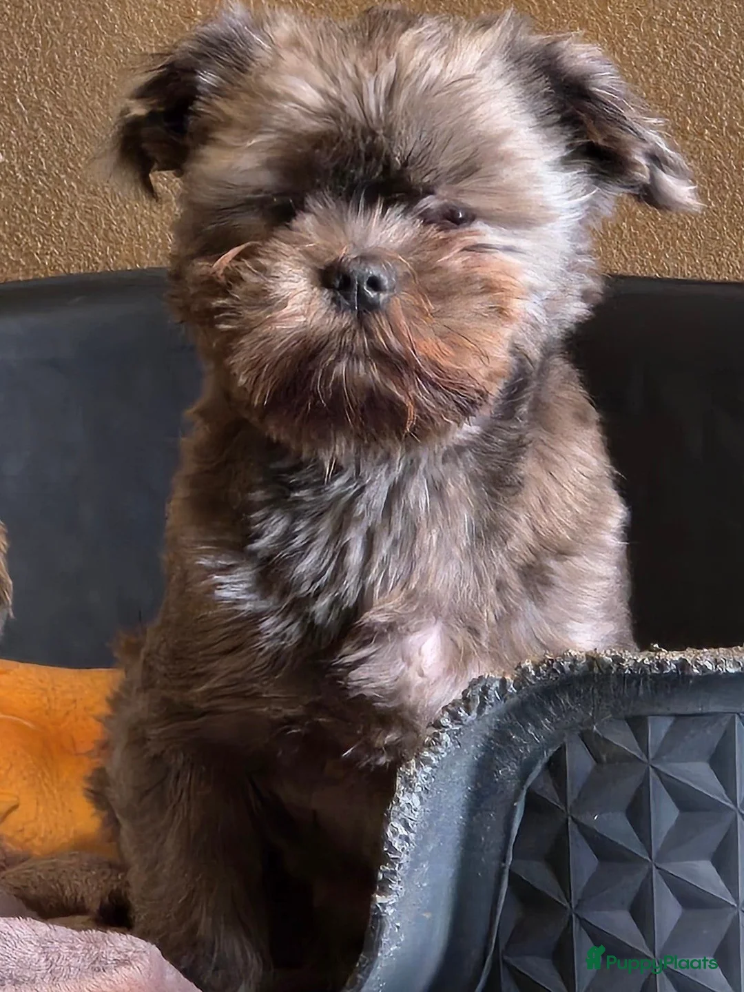 Shih Tzu honden te koop: Mooie lieve shih tzu pup mag het nest verlaten. - Advertentie 1