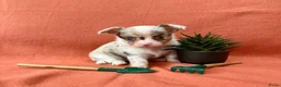 Chihuahua honden te koop: Schattige chihuahua pups mogen bijna verhuizen - Advertentie 5