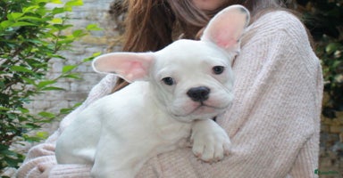 Franse Bulldog honden - Advertentie 9