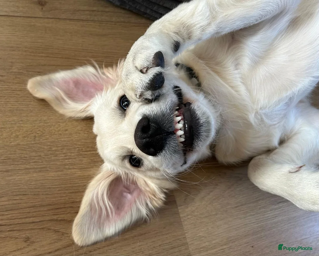 Golden Retriever honden te koop: 4 months old Golden Retriever - Advertentie 2