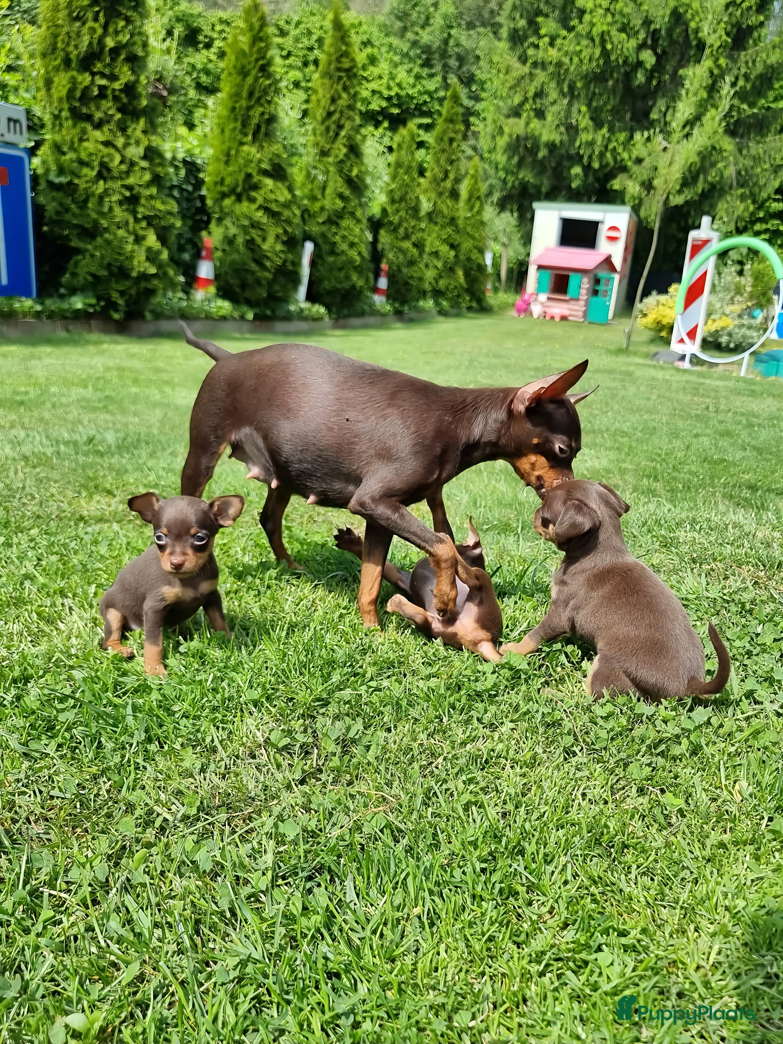 Russische Toy Terriër honden te koop: Russische Toy Terriër pups met FCI stamboom  in Nieuw-Weerdinge - Advertentie 1