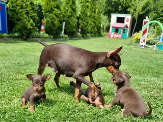 Russische Toy Terriër honden Russische Toy Terriër pups met FCI stamboom - Advertentie 6