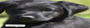 Labradoodle Puppy 7