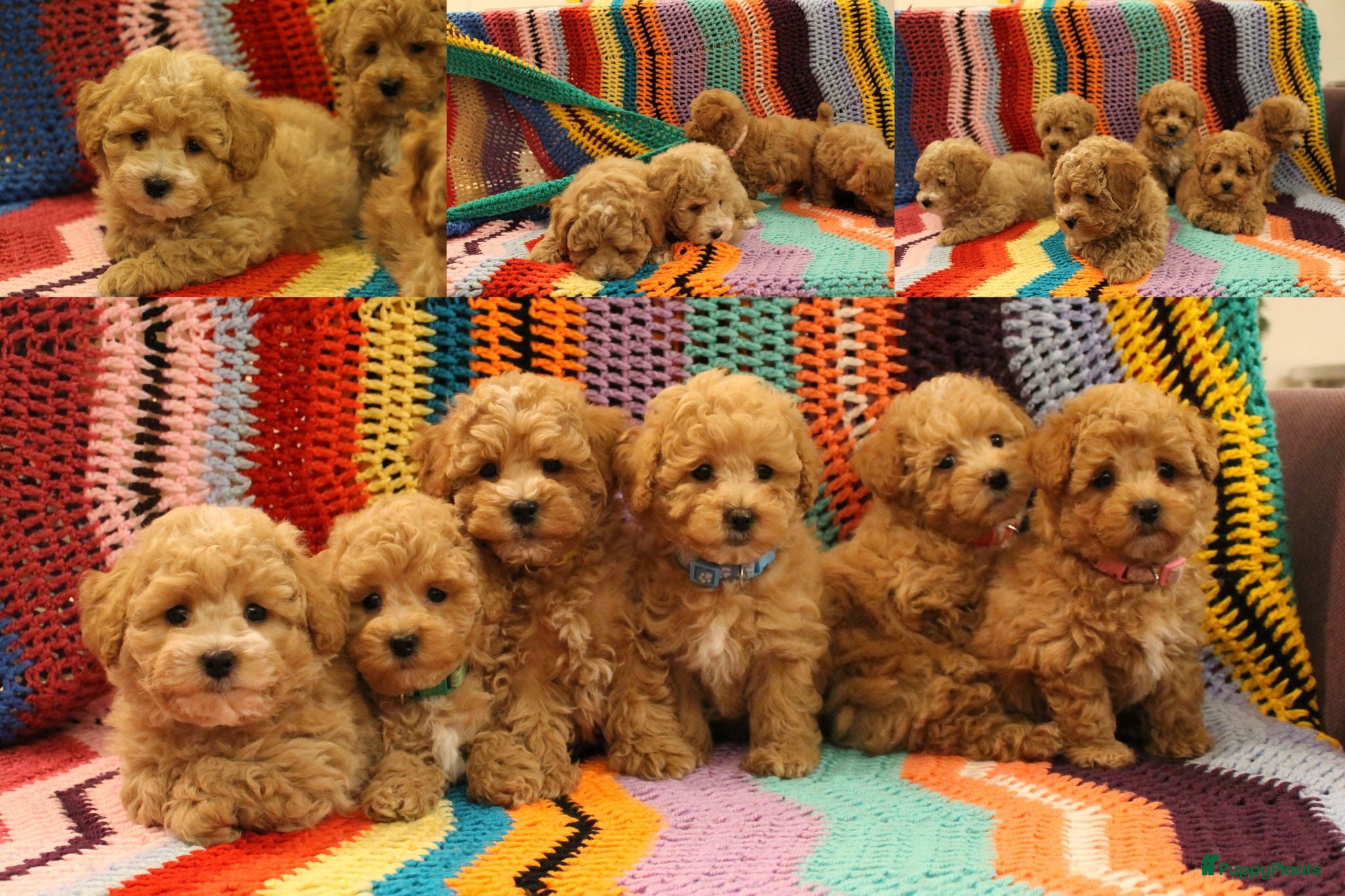 Maltipoo honden Kleinblijvende Maltipoo F1b donker abrikoos - Advertentie 3