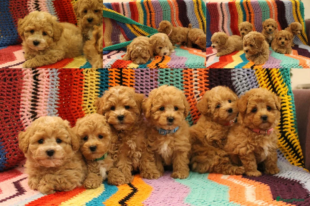 Maltipoo honden te koop: Kleinblijvende Maltipoo F1b donker abrikoos - Advertentie 1