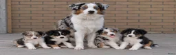 Australian Shepherd honden te koop: Prachtige australian shepherd pups mogen verhuizen in Gouderak - Advertentie 11
