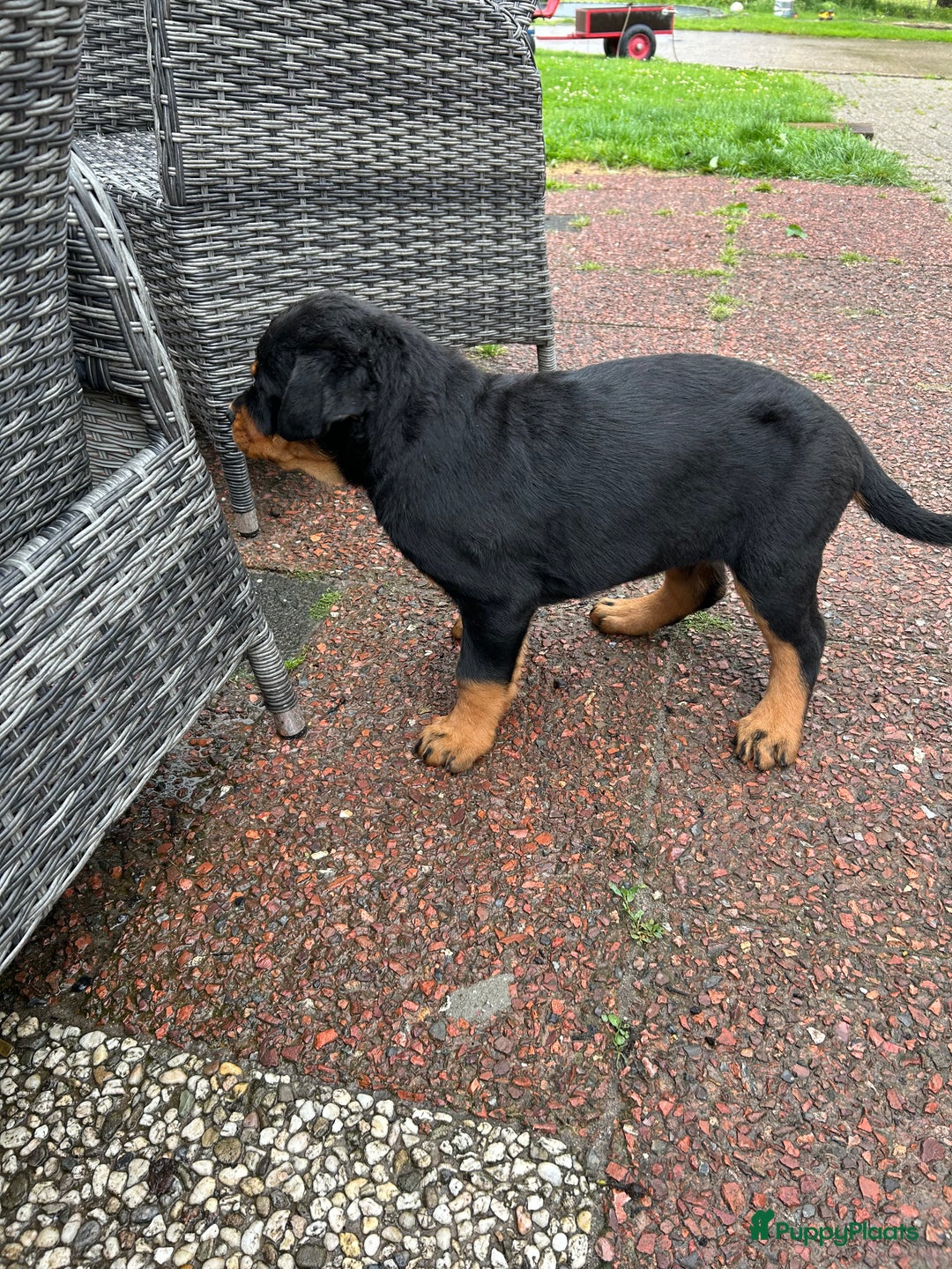 Rottweiler honden te koop: Rottweiler puppy met stamboom in IJsselmuiden - Afbeelding 13