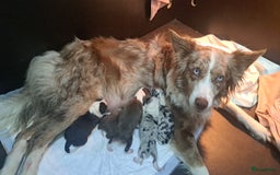 Border Collie honden te koop: Gereserveerd  - Afbeelding 6
