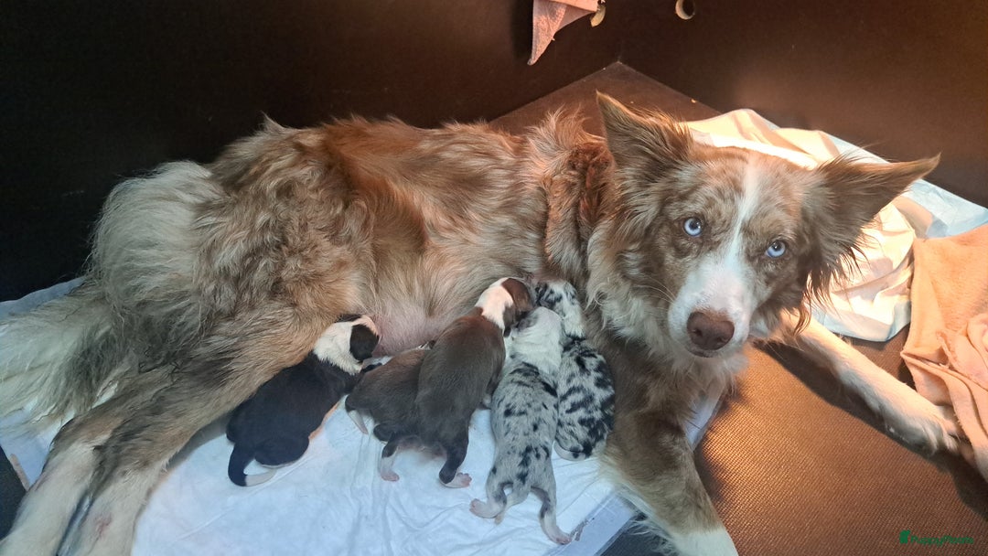 Border Collie honden te koop: Gereserveerd  - Afbeelding 6