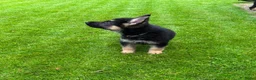 Duitse Herder honden te koop: Prachtige Duitse herder pups - Advertentie 10