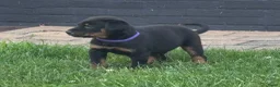 Beauceron honden te koop: Beauceron pups - Advertentie 4