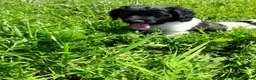 Friese Stabij honden te koop: Prachtige Friese Stabij pups reutjes! - Advertentie 1