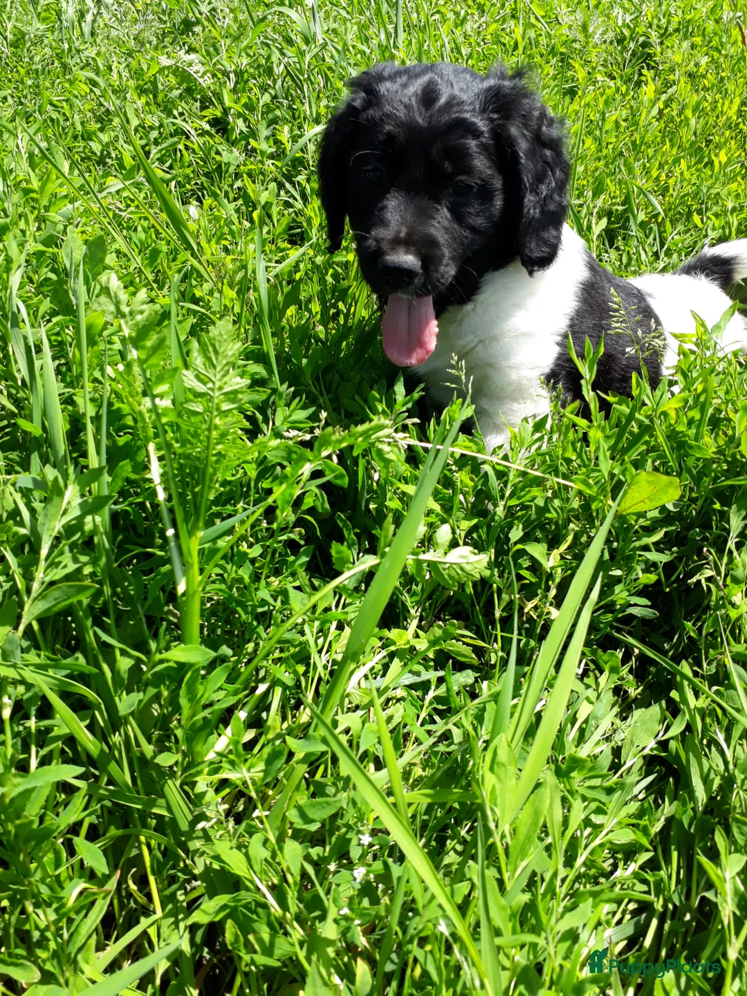 Friese Stabij honden te koop: Prachtige Friese Stabij pups reutjes! - Advertentie 1