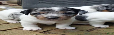 Jack Russel Terriër 2