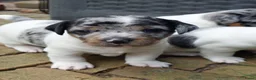 Jack Russel Terriër honden te koop: Brokencoat Merle Jackies in Lauwerzijl - Advertentie 8