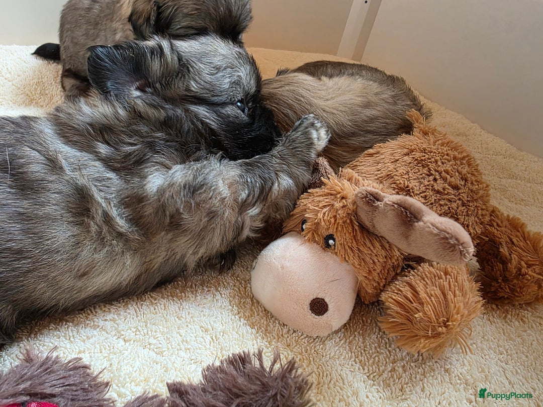 Tibetaanse Spaniel honden te koop: Tibetaanse spaniel pups beschikbaar (Groningen) - Advertentie 9