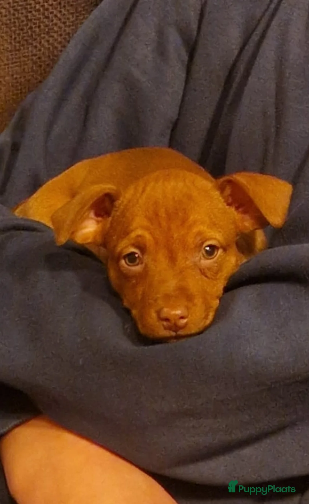 Dwergpinscher honden te koop: Dwergpinschers puppy's  - Advertentie 3