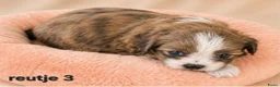 Boomer honden te koop: Super mooi gezonde boomer pups. Shi tzu X Maltezer - Advertentie 4