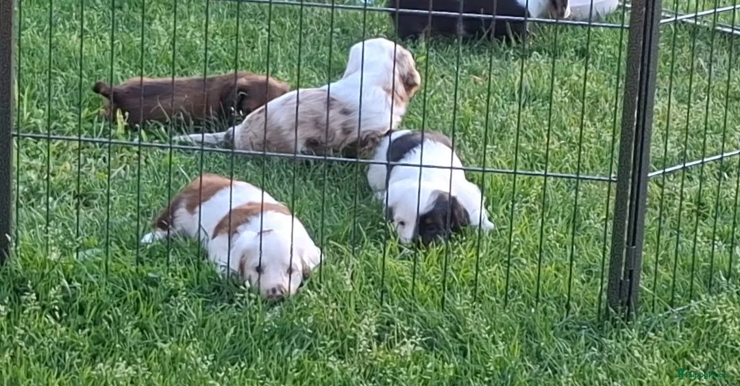 Teckel (langhaar) honden te koop: Bonte teckels merle pups - Advertentie 20