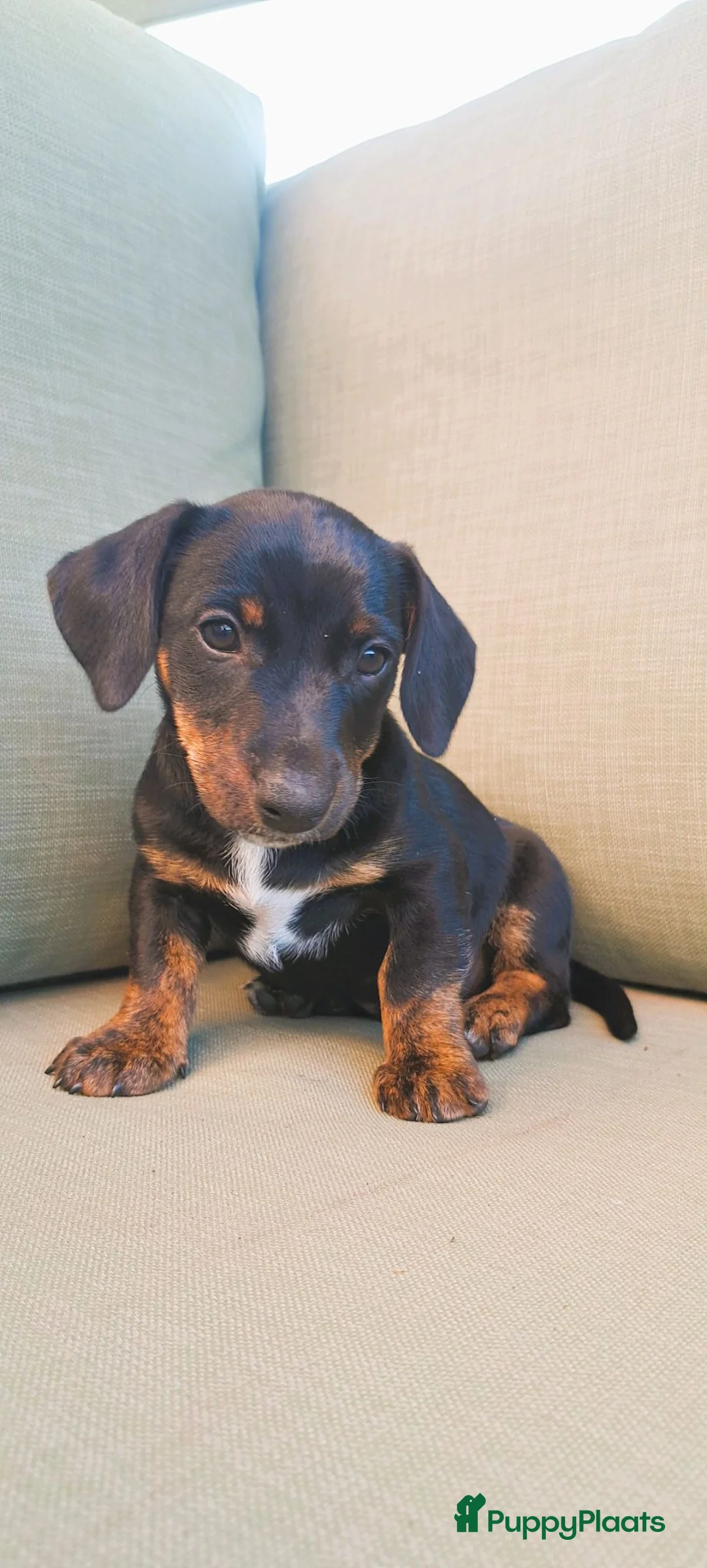 Jack Russel Terriër honden te koop: Jack Russell pups zoeken gouden mandje - Advertentie 10