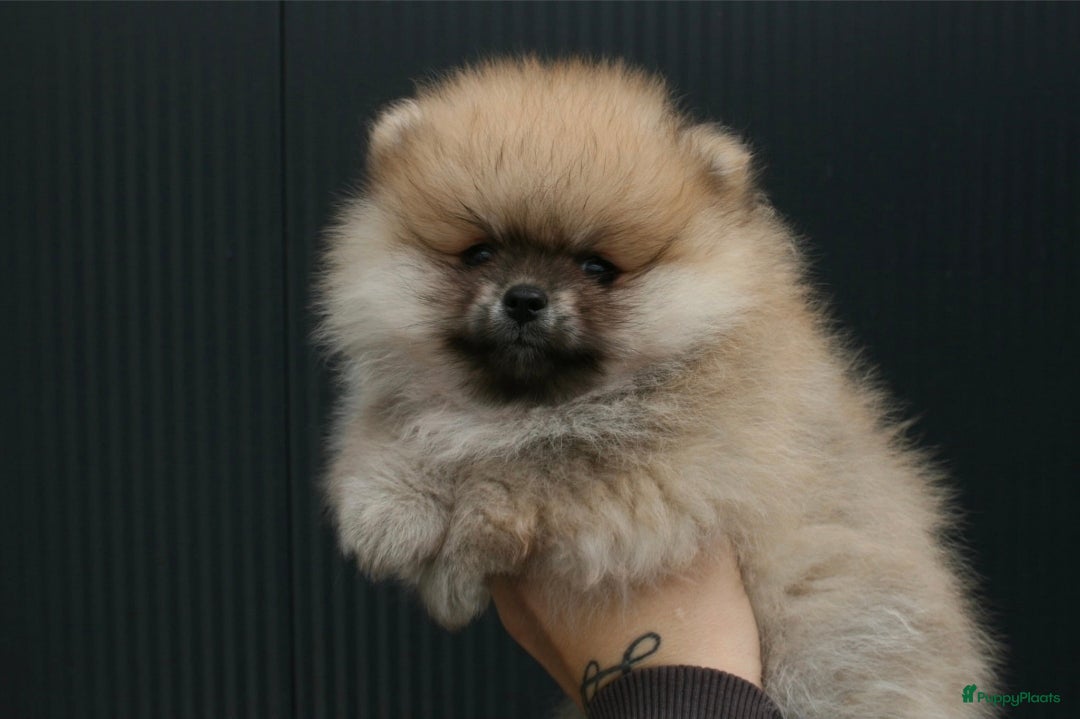 Pomeriaan honden Pomeranian pup teefje - Advertentie 2